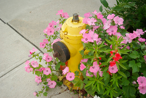 A vibrant fire hydrant with a red cap sits in the center of a vibrant garden bed filled with a variety of colorful flowers