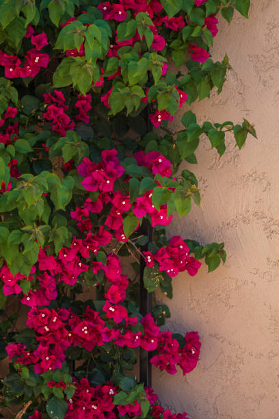 istock Wall of Bougainvillea with Copy Space 1219246802