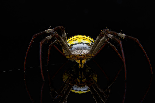 Macro close up of a yellow backed garden spider isolated on a black background
