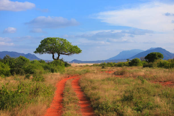 istock Kenya Africa Safari 1219248461
