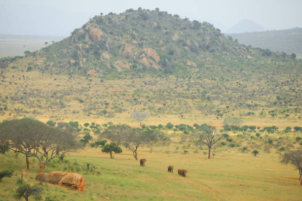 istock Kenya Africa Safari 1219248519