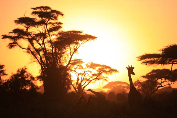 istock Kenya Africa Safari 1219248562