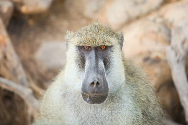 African Safari in Kenya Animals and Landscapes