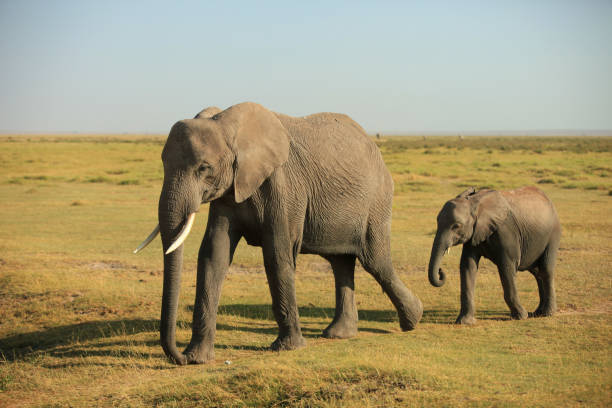 istock Kenya Africa Safari 1219248664