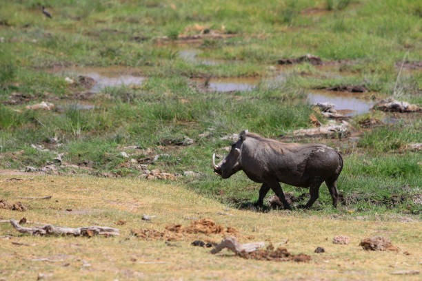istock Kenya Africa Safari 1219248692
