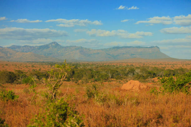 istock Kenya Africa Safari 1219248762