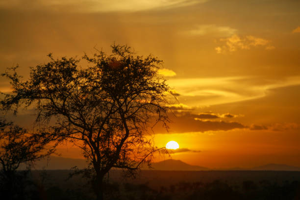 istock Kenya Africa Safari 1219248777