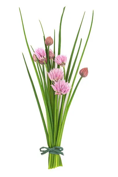 Photo of Chive Herb Flower Posy