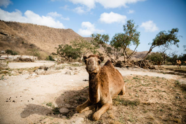 a camel in lying on the ground - journey camel travel desert imagens e fotografias de stock