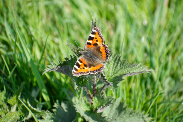 piccola tartaruga (aglais urticae) farfalla che si fa prendere il sole seduto su un'ortica pungente (urtica dioica) con le ali spalane. - stinging nettle foto e immagini stock