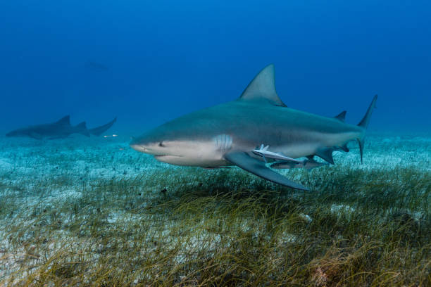 istock Bullshark in the ocean 1219251615