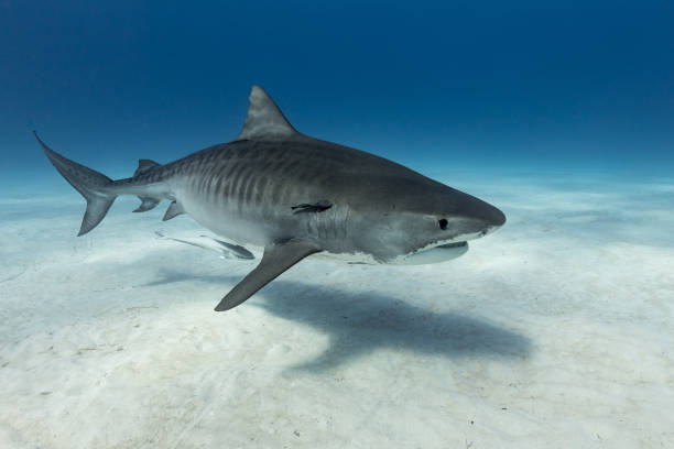 Tigershark lady Tiger-shark above the bottom elasmobranch stock pictures, royalty-free photos & images