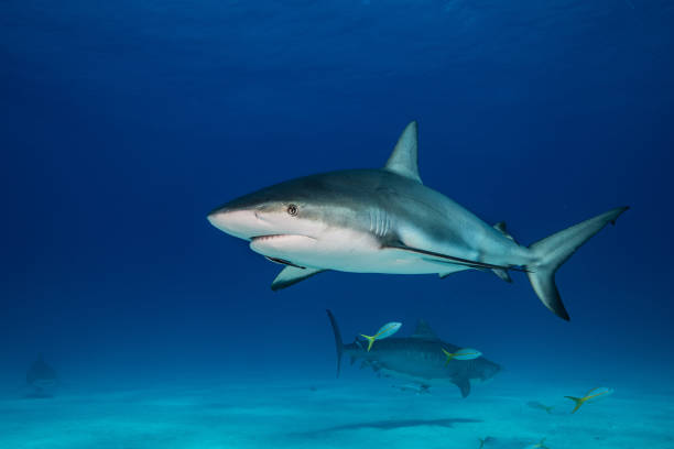 Search Carcharhinus amblyrhynchos school of fish photos stock pictures, royalty-free photos & images