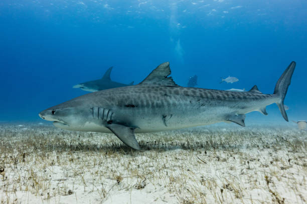 tigerhai mit hammerhai im hintergrund - sand tiger shark stock-fotos und bilder