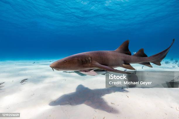 Nurse Sharks On Sandy Bottom Stock Photo - Download Image Now - Nurse Shark, Bahamas, Reef