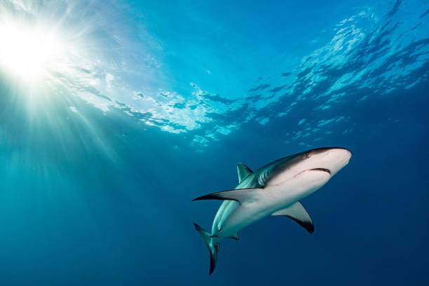 Grey reef shark A grey reefshark with the sun in background school of fish photos stock pictures, royalty-free photos & images