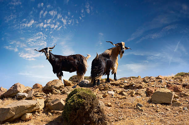 two-goats.jpg