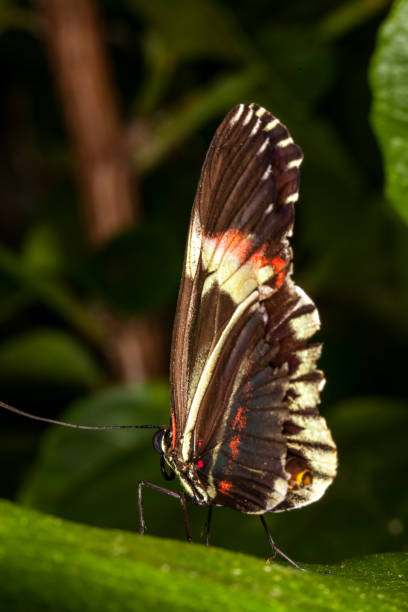 istock Beautiful and colorful macro photography butterfly. 1219252646