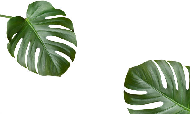 istock Monstera two leaves isolated on white background. Tropical leaves pattern for design. Summer vacation concept 1219252763