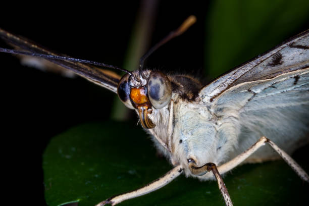 istock Beautiful and colorful macro photography butterfly. 1219252796