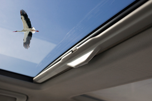 View through sunroof car with stork flying. Enjoy nature from car concept