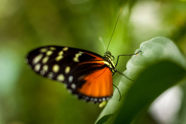 istock Beautiful and colorful macro photography butterfly. 1219253496