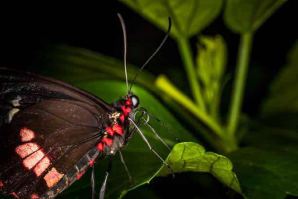 istock Beautiful and colorful macro photography butterfly. 1219253536