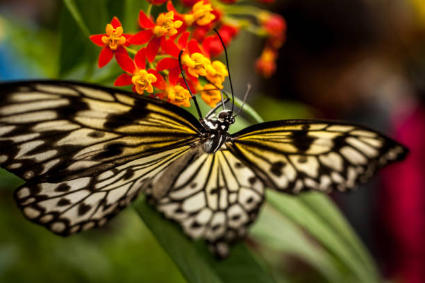 istock Beautiful and colorful macro photography butterfly. 1219253679