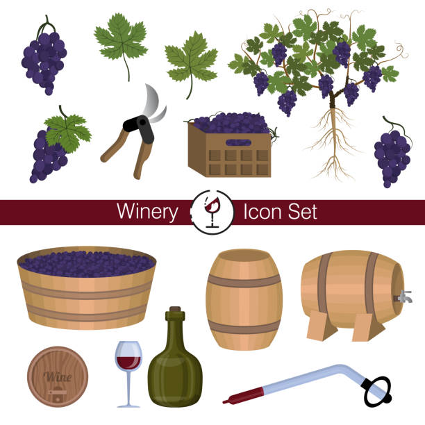 Winery, winemaking: equipment, tools, wine, vine, leaves, berries, root Winery, winemaking: equipment, tools, wine. Plant grape. Vine, leaves, berries, roots. Wine industry graphic elements. Set of isolated icon objects on white background. Flat cartoon illustration grape pruning stock illustrations