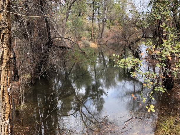 istock Trees and Foliage Reflecting in Water 1219254472