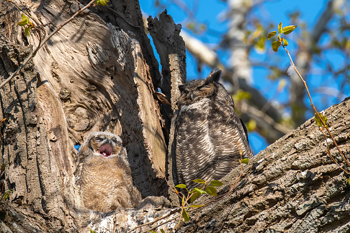 Female great horned owl with one baby sleeping in the nest