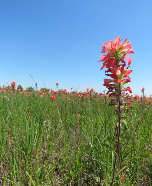 istock Indian Paintbrush wildflower. Sky. Copy Space. Background 1219255307