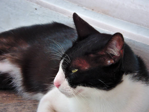 istock The cat has a black and white color in the middle. 1219258457