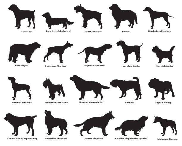 Set of dogs silhouettes Vector set of different breeds dogs silhouettes isolated in black color on white backround mini shar pei puppies stock illustrations