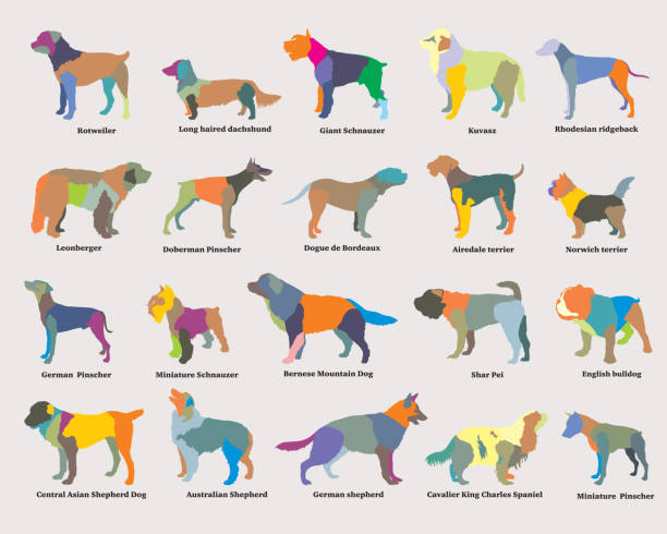 Vector set of colorful mosaic dogs silhouettes Vector set of colorful isolated different breeds dogs silhouettes on grey backround mini shar pei puppies stock illustrations