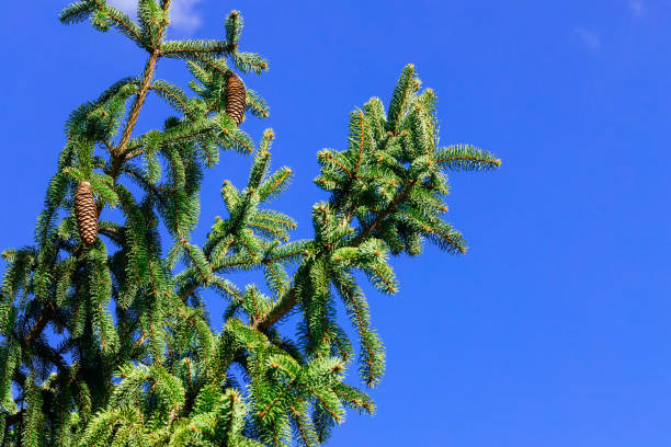 istock Spruce branch with cones over blue sky. 1219259394