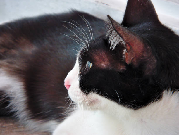 istock The cat has a black and white color in the middle. 1219259404