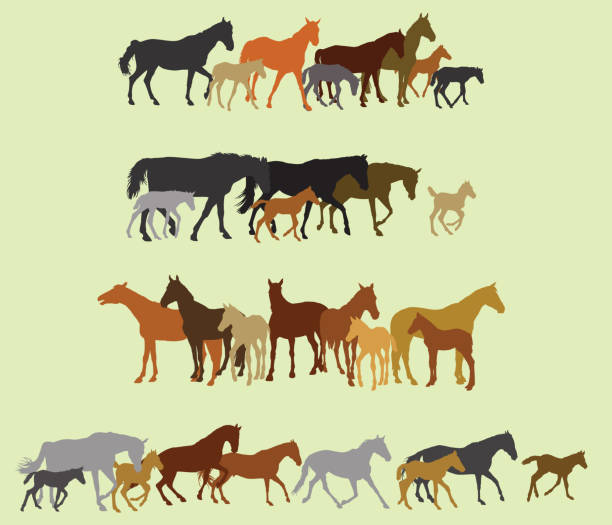 Set of isolated horses and foals silhouettes Group of black, grey, orange, brown silhouettes of horses (stallions, mares and foals) standing, walking, running on green background. Vector illustration. colts stock illustrations