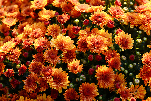 Full frame photo of orange Chrysanthemums in fall time