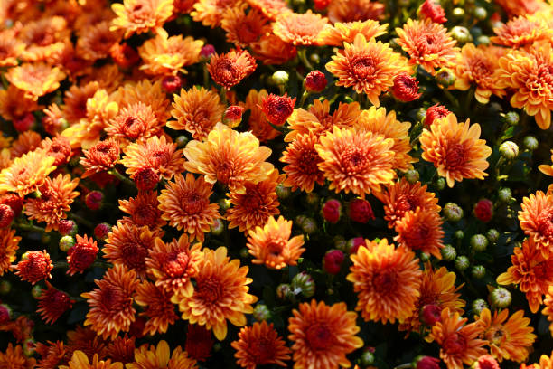 Chrysanthemums in Autumn Full frame photo of orange Chrysanthemums in fall time wild chrysanthemum stock pictures, royalty-free photos & images