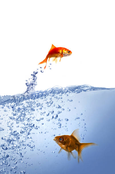 istock goldfish and clean water 1219260291