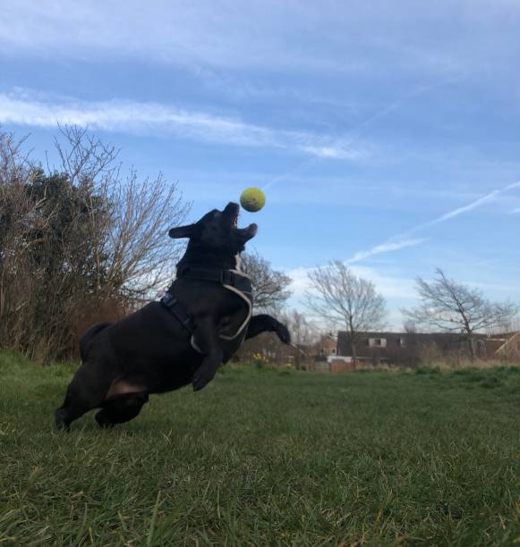 istock Dog action photo 1219262046
