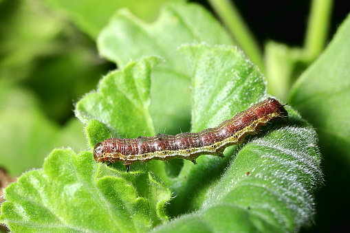 A reddish-brown caterpillar with pale stripe munching on a hairy geranium leaf