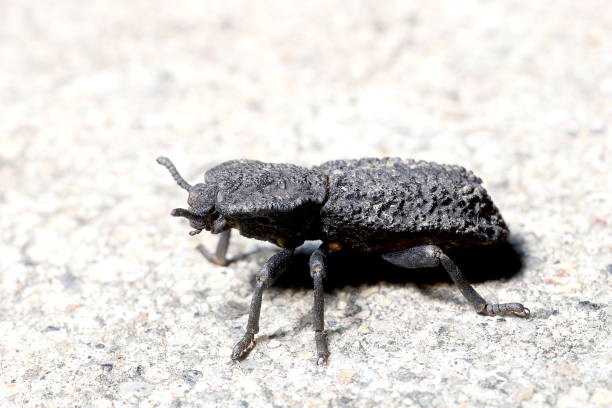 diabolischer eisenkäfer (coleoptera; phloeodes diabolicus) - beetle stock-fotos und bilder