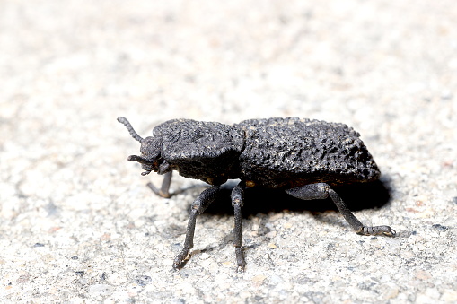 A large, heavily-armored beetle, native to California, Arizona, and northern Mexico.