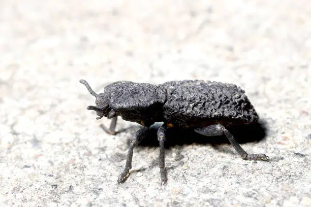 Photo of Diabolical Ironclad Beetle (Coleoptera; Diabolicus phloeodes)