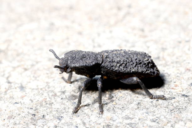 diaboliczny ironclad beetle (coleoptera; floloeody diabolicus) - military us military tank land vehicle zdjęcia i obrazy z banku zdjęć