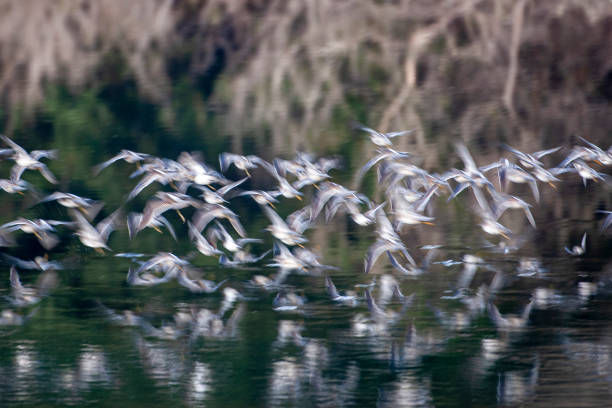 istock Flock of Marbled Godwit Flying En Masse 1219264892
