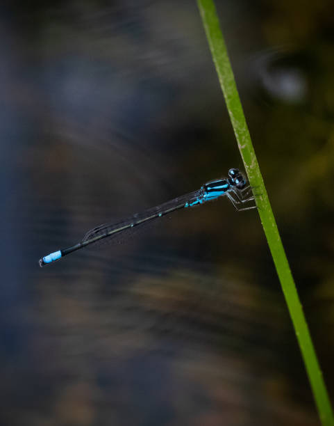 An azure bluet dragonfly clings to a reed next to Scotts Run Lake stock photo