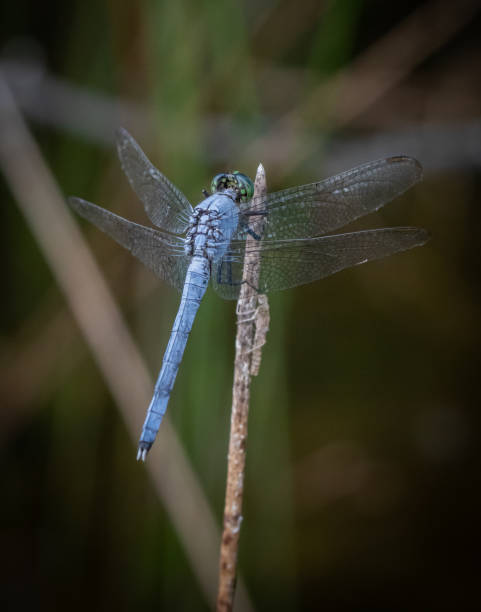 istock A blue dasher dragonfly holds on to a reed against a natural background 1219265812